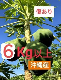 青パパイヤ 沖縄産　☆送料無料☆のサムネイル