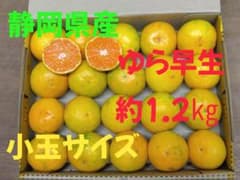 今だけ！静岡県産 ゆら早生 みかん 小玉サイズ 約1.2kgのサムネイル