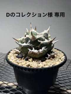 【Dのコレクション様 専用】アガベ チタノタ "ホワイトホーク"のサムネイル