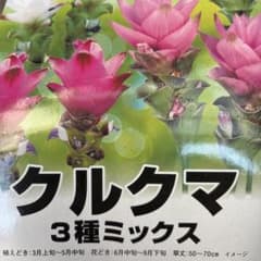クルクマ球根 ミックス 6球 - メルカリ