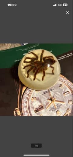 送料無料タランチュラ樹脂ペーパーウェイト標本 インテリアオブジェ 