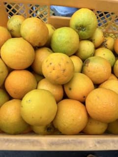 バレンシアオレンジ　和歌山産　箱込み10キロ　訳ありのサムネイル