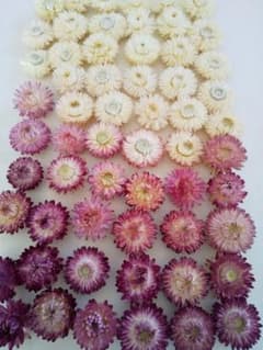 貝殻草 60個  約3~4 cmサイズ 4Aサイズのサムネイル