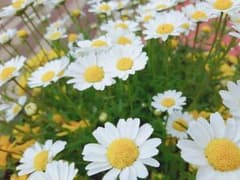 ぺぺ様専用のサムネイル