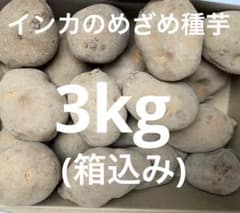 インカのめざめ種芋 約3kg (箱込み)ジャガイモ 家庭菜園などに50〜70g