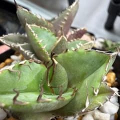オテロイ　実生　アガベ　Agave 3点セットのサムネイル
