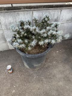 プンゲンストウヒ グロボーサ ガーデニング コニファー ホプシー 庭木