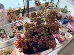 多肉植物  ホワイトストーンクロプ カット苗 全てのサムネイル