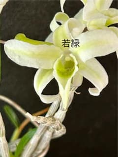 セッコク　富貴蘭(若緑)のサムネイル