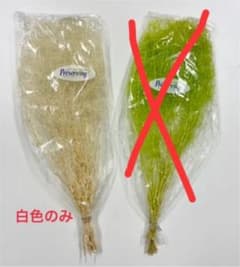 かすみ草のサムネイル
