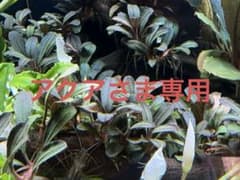 アクアさま専用　ブセファランドラ “ペネロペ”（水中葉）のサムネイル
