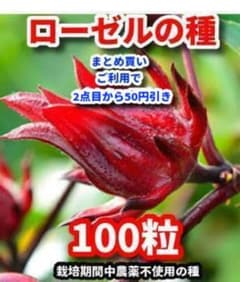 ローゼルの種【100粒】⭕️のサムネイル
