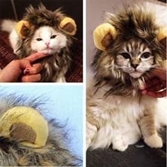 猫が超可愛いライオンに変身のサムネイル