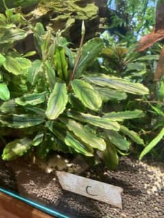 ブセファランドラ 入り陰性水草セットのサムネイル