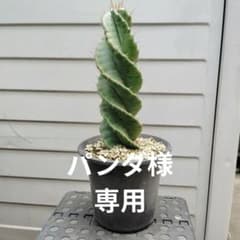 セリウス スピラリス サボテンのサムネイル