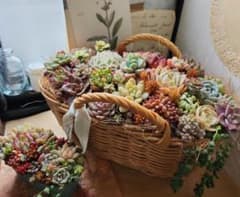 多肉植物寄せ植え そのまま飾れる 大きなバスケット♪︎* - メルカリ