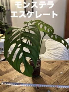モンステラ エスケレート　3株のサムネイル