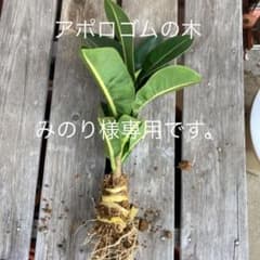 アポロゴムの木Bのサムネイル