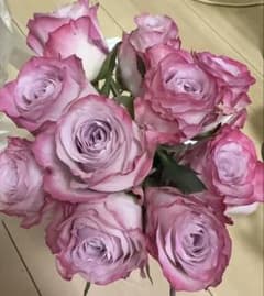 バラ苗 入手困難 希少 切り花 大輪 レアバラ - メルカリ