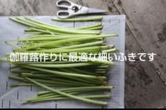 今日収穫　ふき　細い伽羅蕗作り　2キロと山椒適量のサムネイル