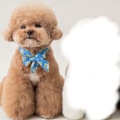 犬用クールネック 犬 冷却スカーフ 熱中症対策グッズ2本セット　ハヌルのサムネイル
