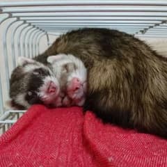 手袋 ひまわり様専用のサムネイル