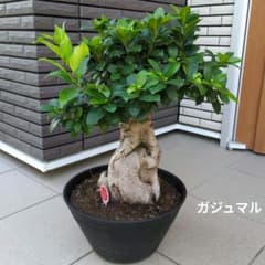 観葉植物　ガジュマル　12号鉢　多幸の木　盆栽 観葉植物 ガジュマル 12号鉢 多幸の木 盆栽 - メルカリ