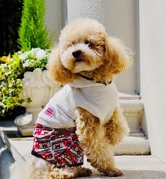 犬服＊男の用 キャスキッドソン カーバーオールのサムネイル