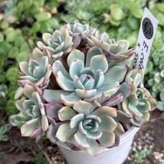 46.【札付き】コロラータ×セクンダ 十福 ASOBINI 多肉植物 エケベリア