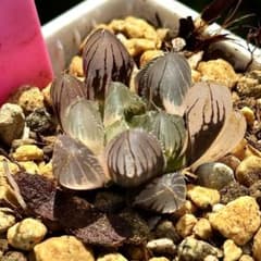 赤線オブツーサ錦 超美株 ハオルチア 観葉植物 31 - メルカリ