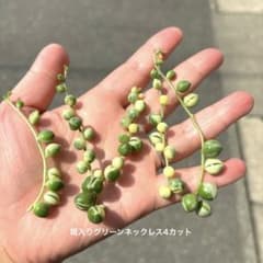 多肉植物　斑入りグリーンネックレス　4カット　お買い得のサムネイル