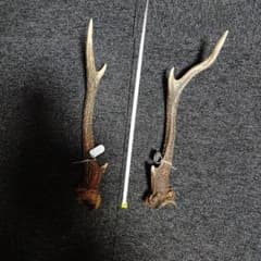 蝦夷鹿の角 インテリア装飾 約30cmのサムネイル