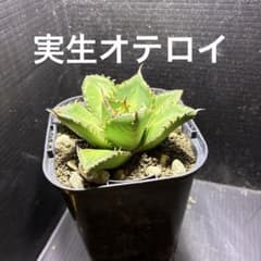 超メルカリセール 2024年実生オテロイ③ 抜き苗発送 - メルカリ