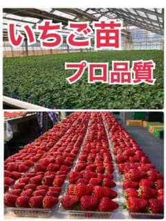 いちご苗 恋みのり50株 いちご苗 恋みのり50株 - メルカリ