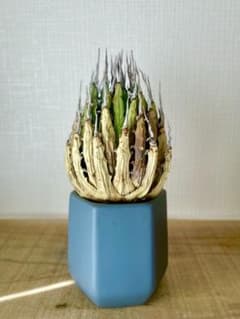 今だけ特売！【陽炎】エボリスピナ厳選美型株！締まった優良株！抜苗