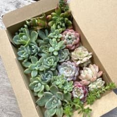 多肉植物寄せ植えセット カット苗 ゆうパケットポストミニ発送 - メルカリ