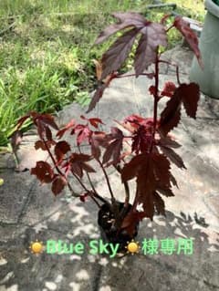 ☀️Blue Sky ☀️さま専用のサムネイル