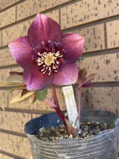 クリスマスローズ セミダブル レッドゴールド交配 加藤農園 開花株 蕾