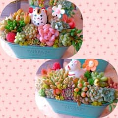 メルカリ便♫多肉植物寄せ植え♫そのまま飾れる♫お得な2個セット メルカリ便♫多肉植物寄せ植え♫そのまま飾れる♫お得な2個