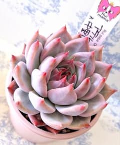 アテルーフ×中里リンゼアナ札付きポットごとルイパパさん苗(札難あり