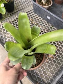 タンクブロメリア ニドゥラリウム イノセンティー系 グリーン 観葉植物