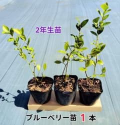 ブルーベリー苗　1本のサムネイル