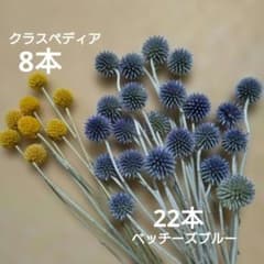 ベッチーズブルー22本小さめと クラスペディア8本 ドライフラワー