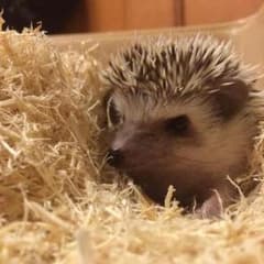 返金用のサムネイル