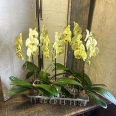 胡蝶蘭　モスコミュール　5ポット ファレノプシス 胡蝶蘭 モスコミュール 5ポット ファレノプシス - メルカリ