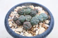 プナ・ボンニアエ群生のサムネイル