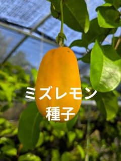 ミズレモン種子　120粒のサムネイル