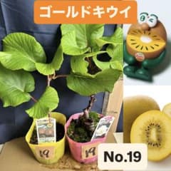 ゴールドキウイ　雄雌セット　No.19のサムネイル