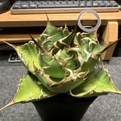アガベ チタノタ ノーネーム 実生のサムネイル