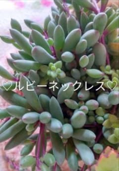 ルビー ネックレス 多肉植物 可愛いカット苗 多肉植物寄せ植えに